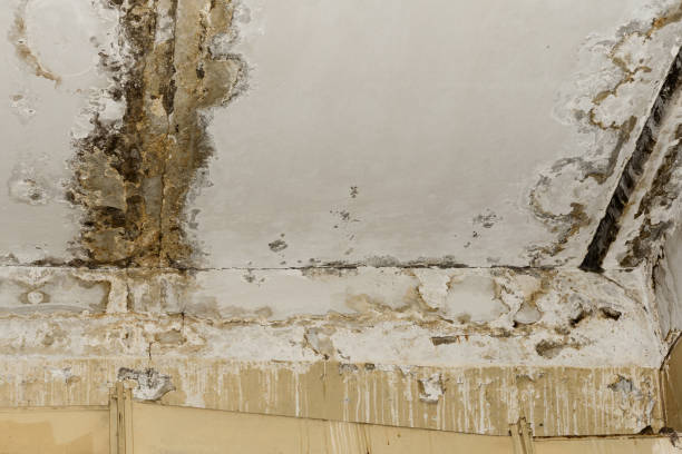 Mold Odor Removal Services in Beloit, WI